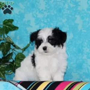 Jared, Maltipoo Puppy